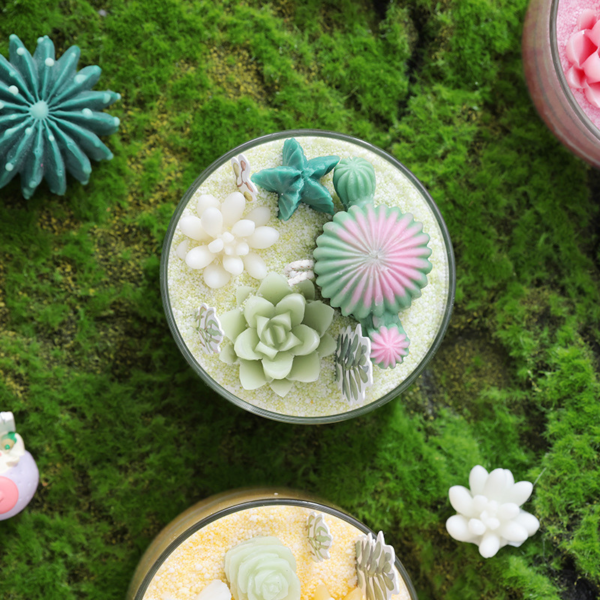 DIY Succulent Indoor Plants